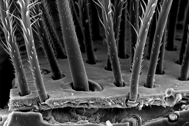Spiky stem-like organisms shooting upwards in black and white