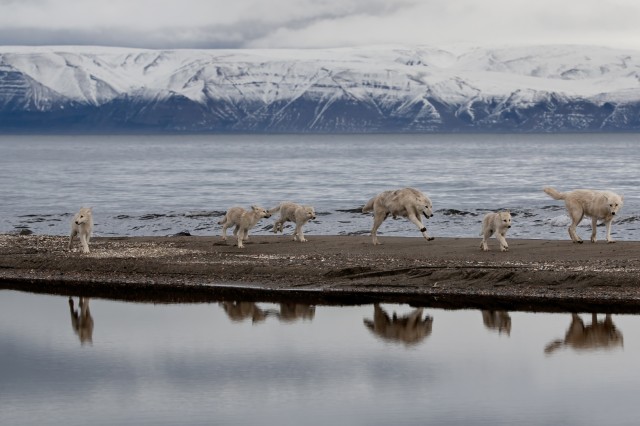 Wolves and wolf pups walking along a sand bar in the middle of water with mountains in the background