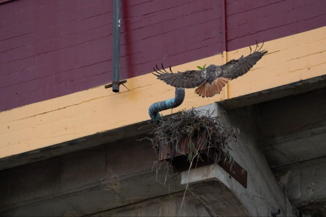 A red-tailed hawk lands at its nest at the Coliseum