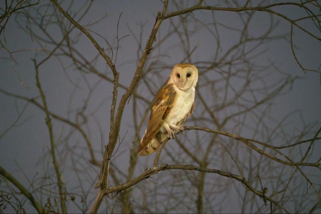 barn owl 