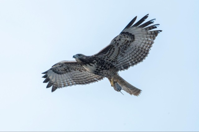 Red-tailed hawk in flight 