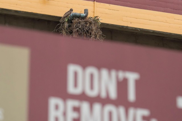 A red-tailed hawk perches at its nest, &#039;Don&#039;t Remove&#039; is in the foreground