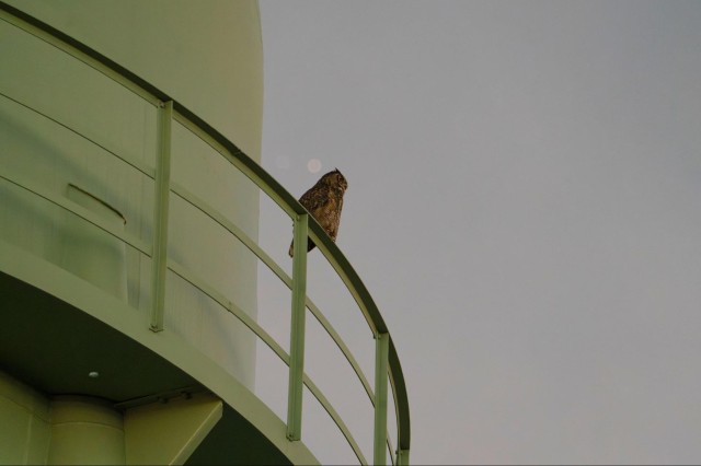 Great horned owl perched on a water tower