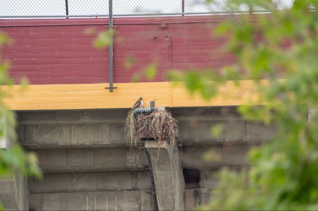 A red-tailed hawk perches on its nest at the Coliseum