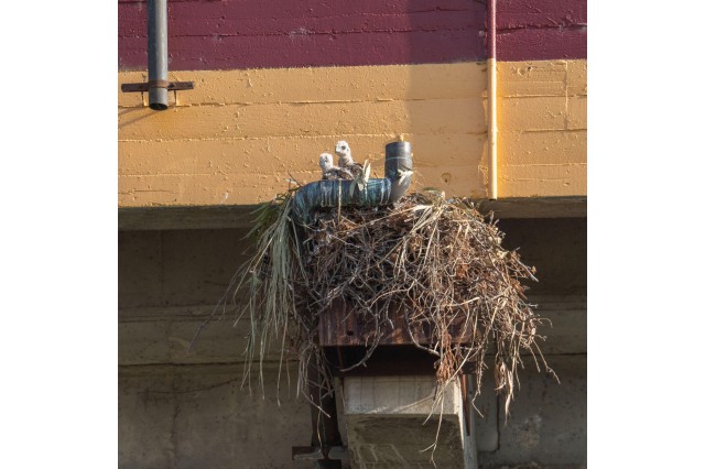 A pair of red-tailed hawk chicks nesting in at the Coliseum Moses Aubrey