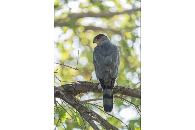 Cooper&#039;s hawk perched on a branch