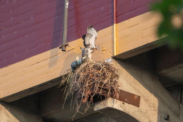 A red-tailed hawk feds its chicks nesting in at the Coliseum 