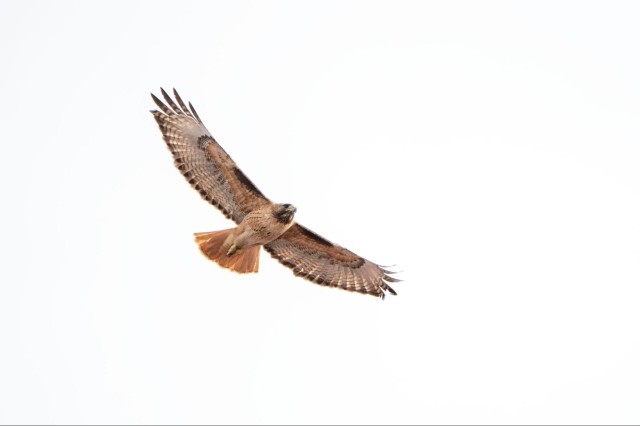 Red-tailed hawk in flight 