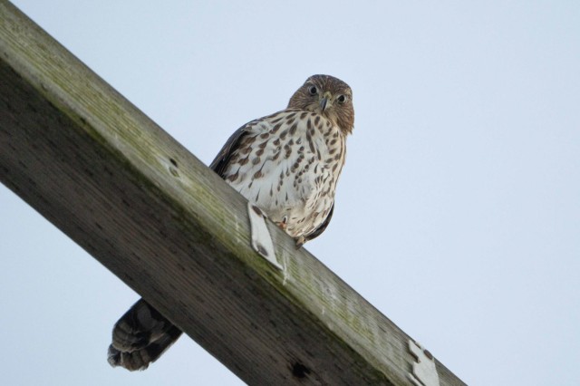 Juvenile Coopers Hawk 