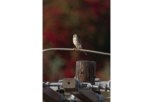 American kestrel perched on a power line