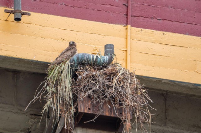 Red-tailed hawk perched next to a pipe on its nest