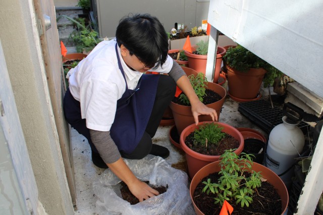 man with potted plants 