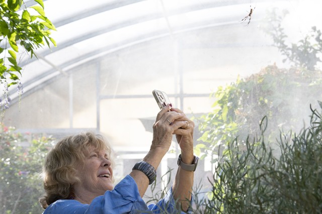 Grandmother looking up through phone at a spider on a web