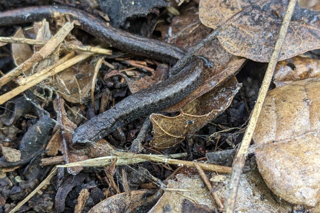 Black-bellied slender salamander from iNaturalist observation