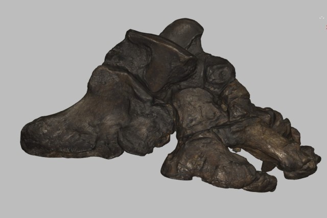 Side view still from 3D scan of Harlan&#039;s ground sloth hindfoot