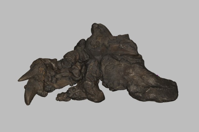 Still from 3D scan of Harlan&#039;s ground sloth foot from above (medial view)