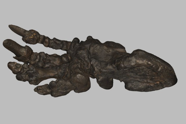 Still from a 3D scan of Harlan&#039;s ground sloth hindfoot focusing on a view of the palm