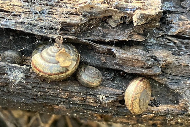 Trask Shoulderband Snails at Elephant Hill by Greg Pauly from iNaturalist observation