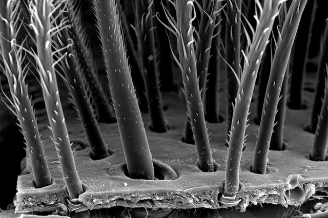 Black and white image of spiky stems shooting upwards