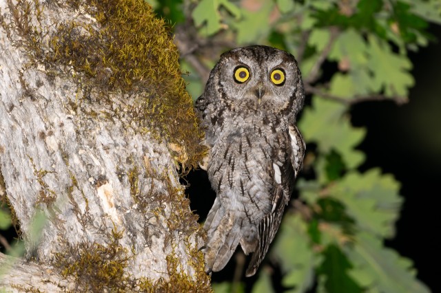 Western screech-owl iNaturalist observation by Adam Jackso