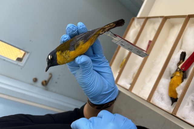 A bird specimen being held by blue-gloved hands