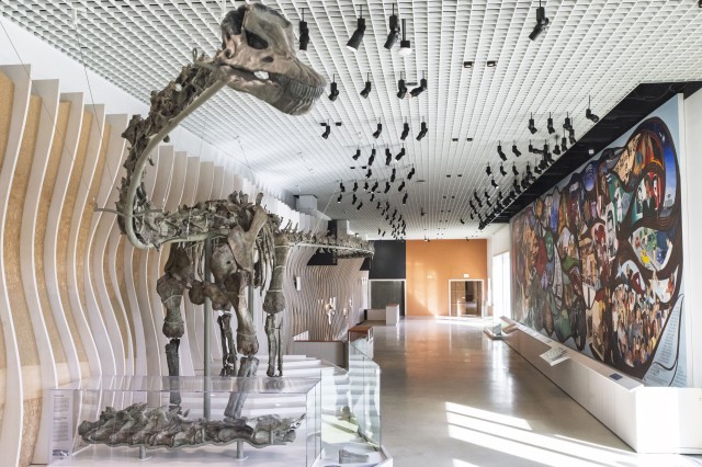 Frontal view of a greenish brown dinosaur skeleton with a long neck