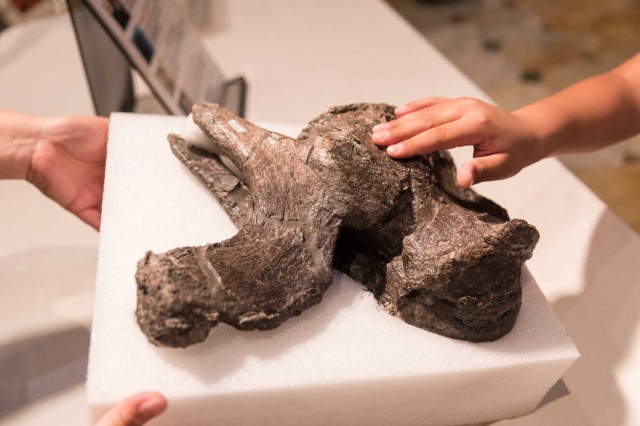 Closeup of child&#039;s hand touching a brown fossilized bone specimen
