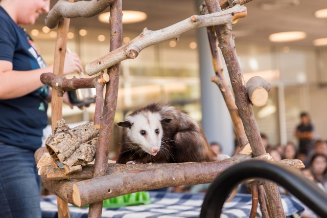 Possum on a wood structure