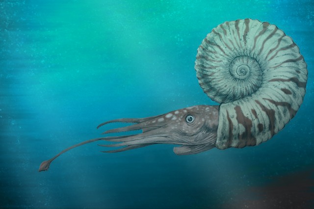 Ammonite reconstruction