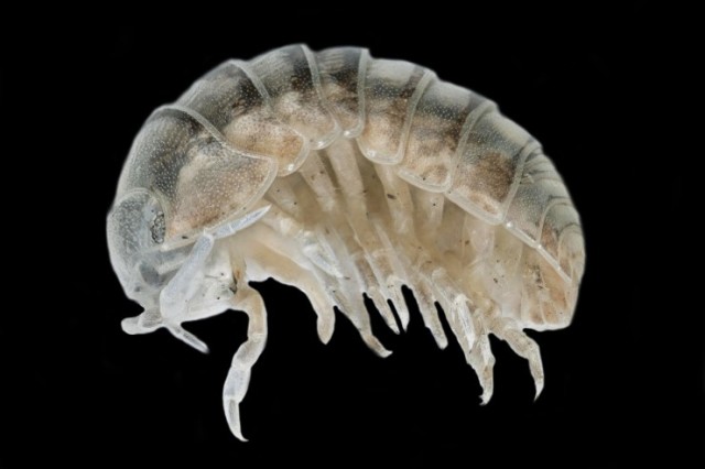 Close-up, sideways view of a pill bug under the microscope