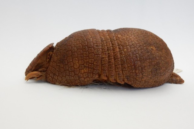 Side-view of armadillo museum specimen on a white background