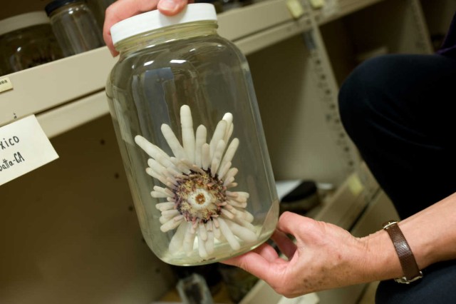 Closeup of hands holding a spiky white specimen in a jar of fluid