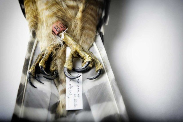 Closeup from above of bird talon and feathers 