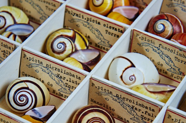 Closeup of colorful, stripy spiral-shaped shells in different compartments with labels