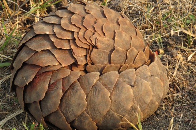 Pangolin in the grass with its head tucked up under its tail, forming a protective ball shape