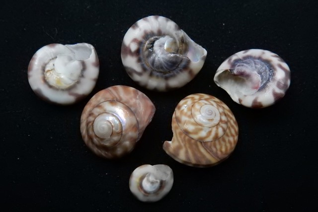 Six wheel shells on a black background of varying size and color