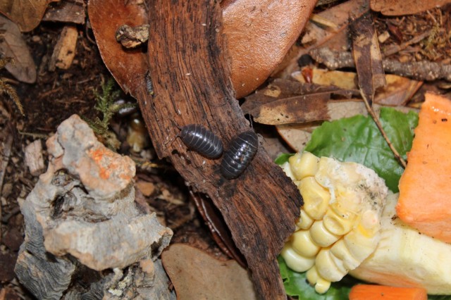 Two pill-bugs on a small piece of bark, surrounded by scraps of food