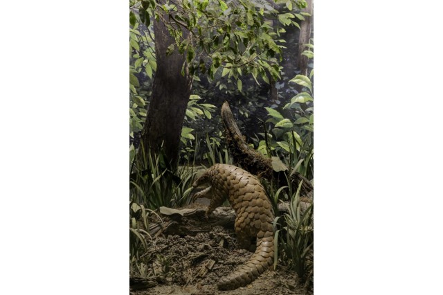 Taxidermied pangolin posed climbing over a log in a dense forest habitat