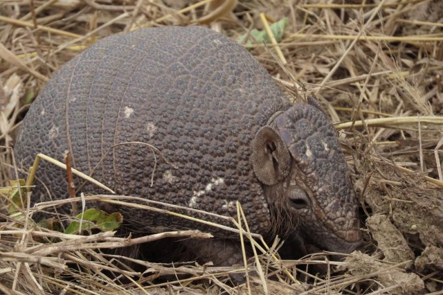 Armadillo sifting its nose through dry grass