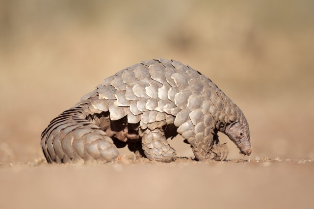 Light brown pangolin with its nose to the ground sniffing for ants in the light brown dirt