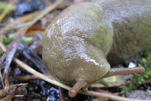 Close-Up of banana slug Face Tentacles