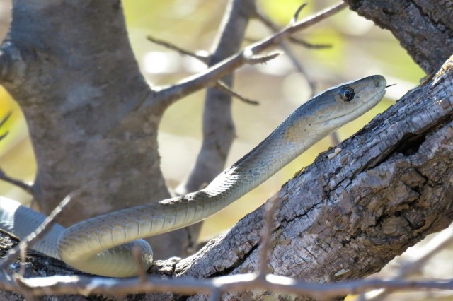 Black mamba iNaturalist