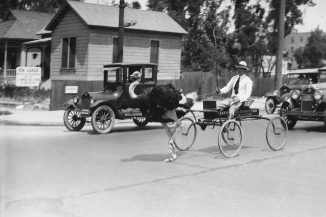 Antique photo of a man in white clothes and hat riding in an open wagon pulled by an ostrich running down a paved road alongside three black cars with a wooden single-story house in the background.