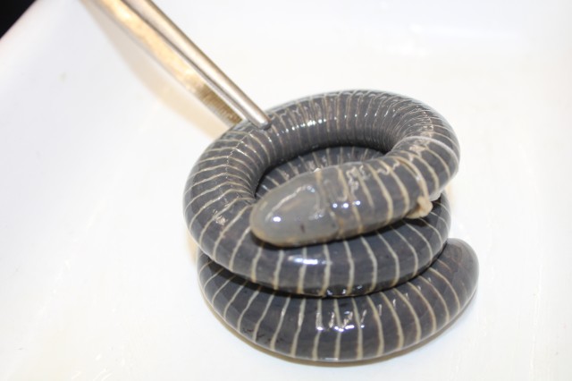 Ringed caecilian with tongs