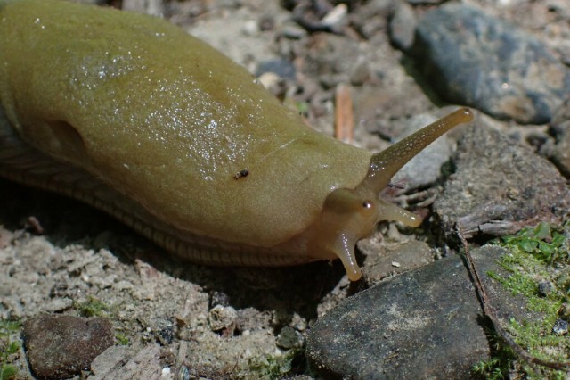 Close-Up of banana slug with Face Tentacles extended