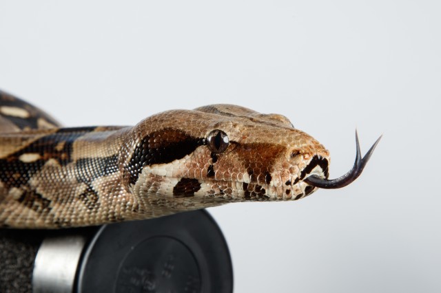 Rabbit the boa with tongue out