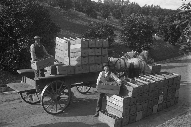 Antique photo of two men holding orange crates with an open-top wooden wagon drawn by two white horses. One man stands on top of the wagon with stacks of orange crates. A second man stands in the front in front of the wagon next to large stacks of orange crates.