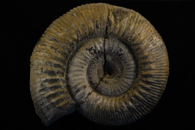 Year of the Snake | Natural History Museum