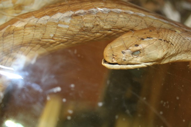 Black mamba with black mouth