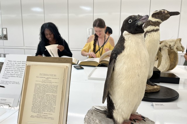 Penguin taxidermy on a table with interns in the background